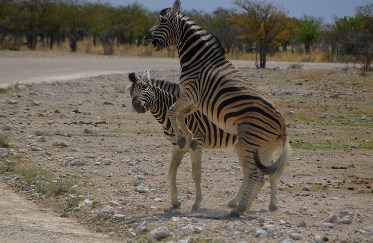 637 Namibia Okt 2006 .JPG
